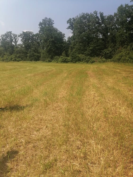 Fotografia&#x20;przedstawia&#x20;skoszoną&#x20;łąke&#x2c;&#x20;w&#x20;tle&#x20;drzewa