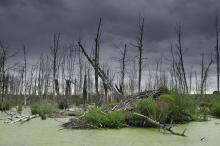 2 LUTEGO OBCHODZIMY WORLD WETLAND DAY, CZYLI ŚWIATOWY DZIEŃ MOKRADEŁ